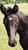Horse ad