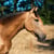 Horse ad