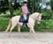 Annuncio cavallo