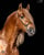 Horse ad