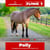 Paardadvertentie