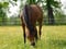 Annuncio cavallo