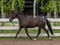 Annuncio cavallo