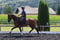 Annonce cheval