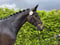 Annuncio cavallo
