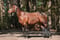 Anuncio de caballos