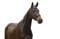 Annuncio cavallo