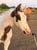 Horse ad