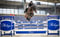 Annonce cheval