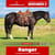 Paardadvertentie