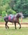 Annuncio cavallo