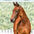 Horse ad
