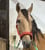 Anuncio de caballos