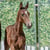 Horse ad