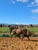 Annuncio cavallo