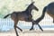 Annuncio cavallo
