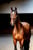 Anuncio de caballos