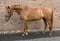 Annuncio cavallo