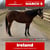 Horse ad