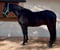 Horse ad