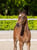 Horse ad