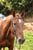Annuncio cavallo