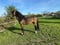 Annuncio cavallo