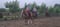 Annonce cheval