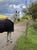 Annuncio cavallo