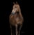 Annuncio cavallo