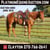 Horse ad