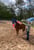 Horse ad