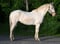 Annonce cheval