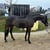 Annonce cheval