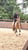 Horse ad