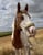 Horse ad