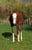 Horse ad
