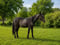 Horse ad