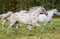 Horse ad