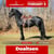 Horse ad