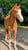 Horse ad