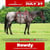 Horse ad