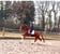 Horse ad