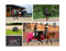 Horse ad