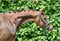 Horse ad