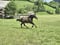 Annuncio cavallo