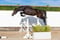 Paardadvertentie