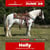 Annuncio cavallo