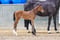 Annuncio cavallo