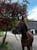 Annuncio cavallo